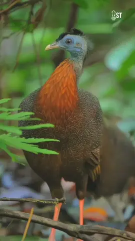 Kuau Raja: Burung Langka Bermata Seratus yang Jarang Kamu Tahu! #burung #kuauraja #papua #endemik #hewanindonesia 