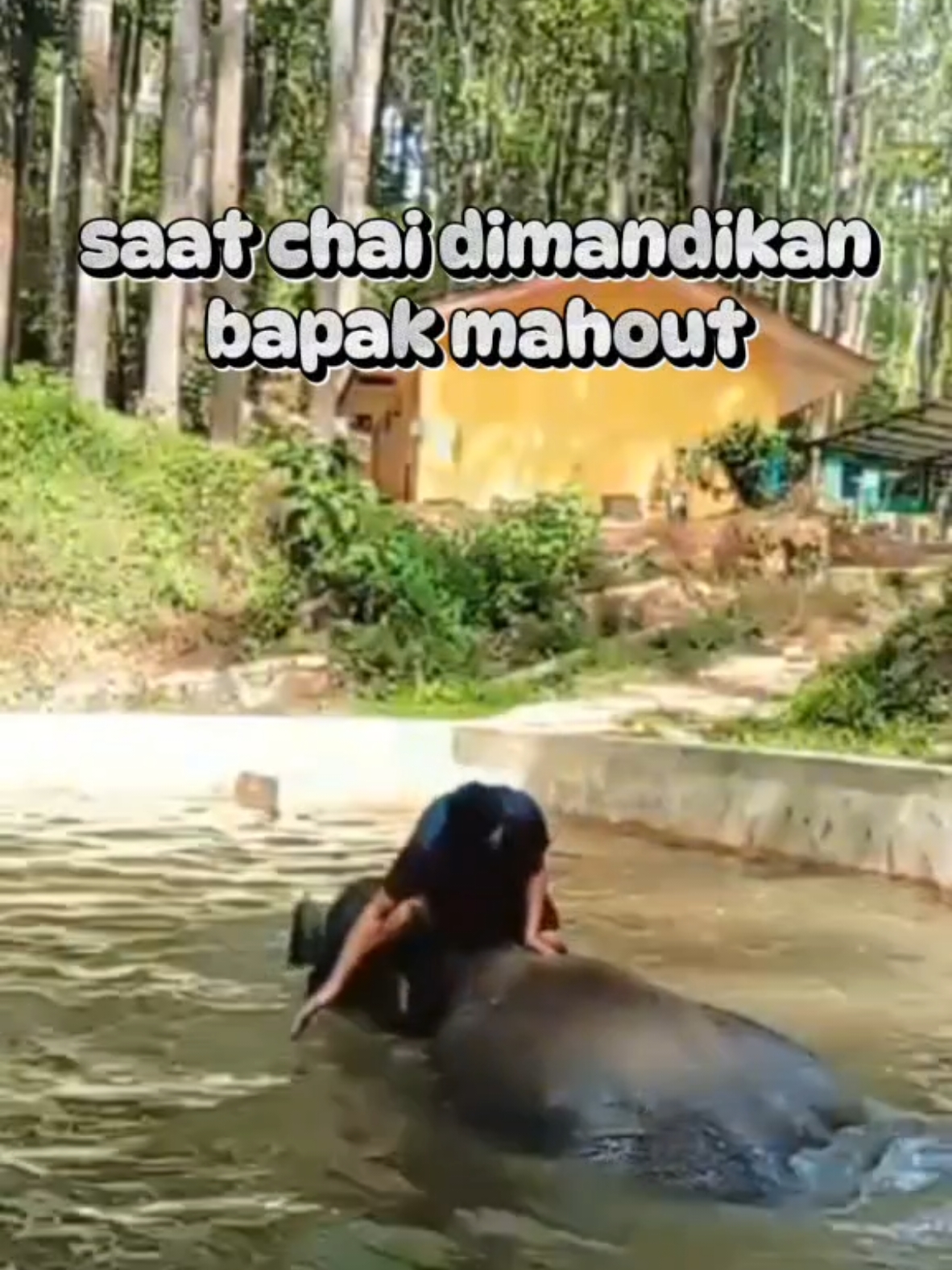 bapak chai nyebur kolam🤣 ssumber video : live mahout @felycia0105  #gajah #salamkonservasi #elephantlover #elephant #tiktokviral #fyp #sahabatsatwa #gajahsumatera #gajahsumatera #savegajahsumatera #savesumateraelephant #gajahviral #satwadilindungi #chai #chaichilia #komedi 