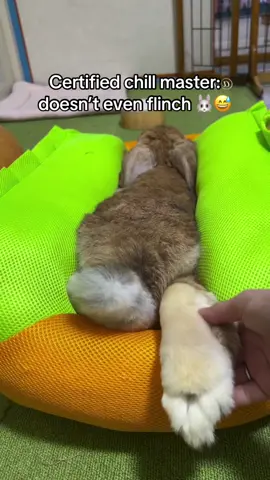 The most chill rabbit! 😱 #rabbit #bunny 