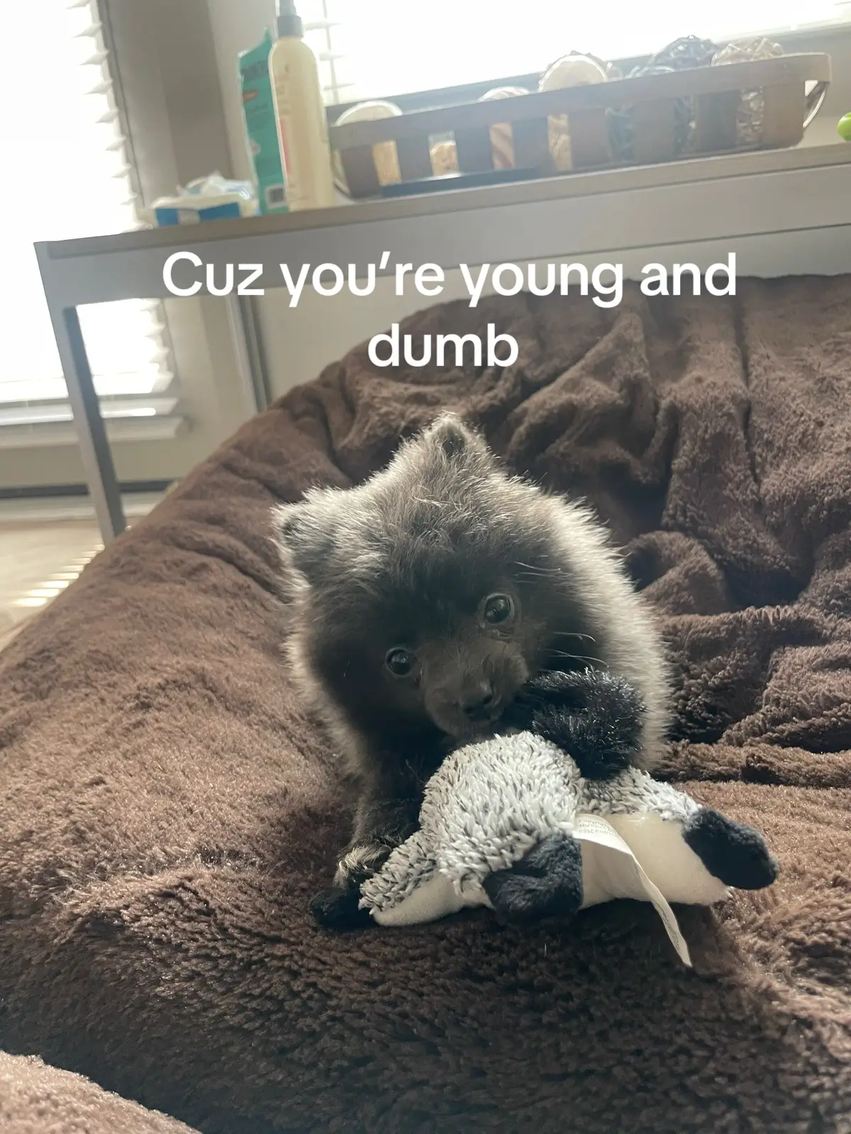 I miss when my baby was tiny but now she’s the most beautiful little girl #pomeranian #pomeranianpuppy #blackpomeranian 