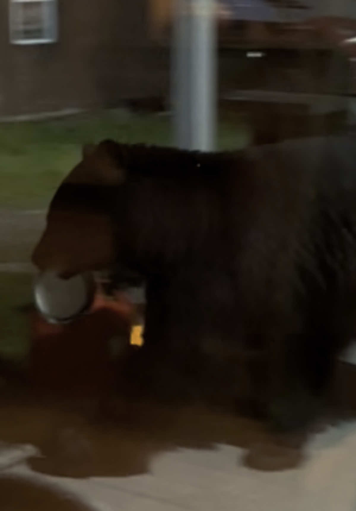 Sitting on the couch… watching a movie at midnight 30 and the motion lights come on outside !!!!! #bear #beartok #bearsoftiktok #bearsighting #bearseason 