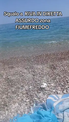 Avvistamento Squalo #mare #squalo ##estate #vita #paura 
