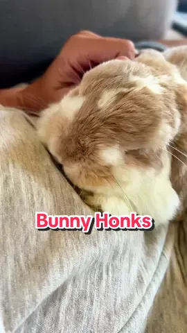 Sleepy bun honking #bunny #rabbit #rabbitsoftiktok #pets #cute 