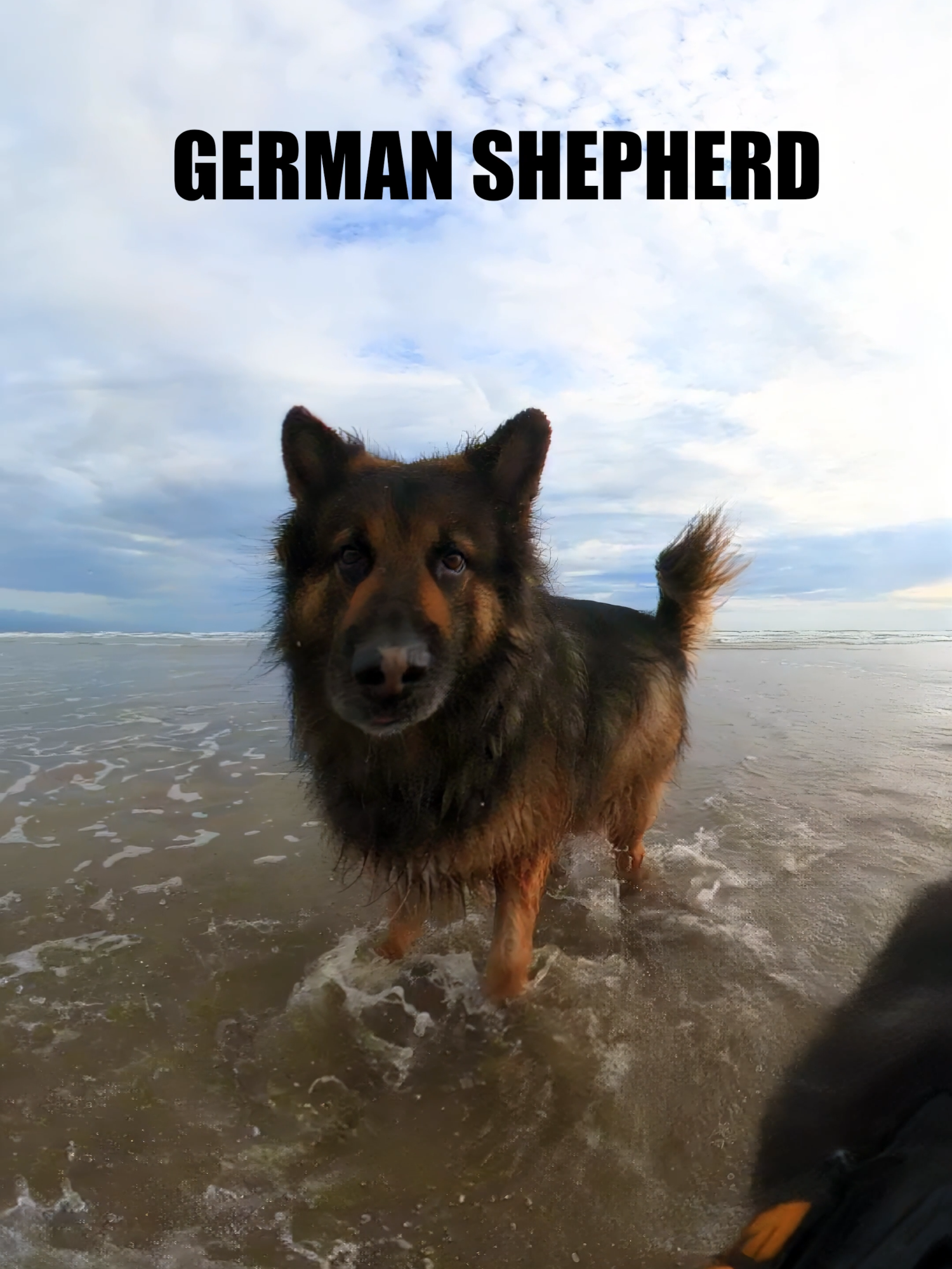 GERMAN SHEPERD #germanshepherd