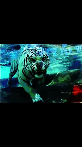 don’t you know how angry i am || i will post a nicer version of this too tomorrow #fyp #fyppage #foryoupagе #animal #animals #gif #videos #aesthetic #🐾 #savetheanimals #tiger #tigers #bigcat #bigcats 