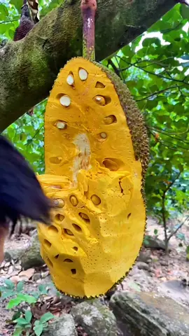 yang mau menanam jenis nangka madu ini silahkan klik tautan ini ya 👉@zahrahijab123 👈 untuk link pembelian bibitnya. #nangkamadu #nangka #bibitnangka 