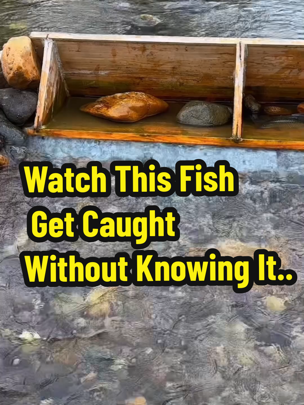 This simple yet brilliant fish trap is designed to work with the natural flow of the river, catching fish automatically without any human effort. As the fish swim upstream, they’re funneled directly into the wooden trap, guided by strategically placed rocks. No bait, no hooks, just smart use of nature and physics. Perfect for survival situations, bushcraft, or anyone who enjoys fishing in a more natural and passive way. It’s fascinating to see how effective this setup can be with just basic materials and clever positioning. #FishTrap #RiverHack #NatureEngineering #SmartFishing #DIYFishing #FishingLife