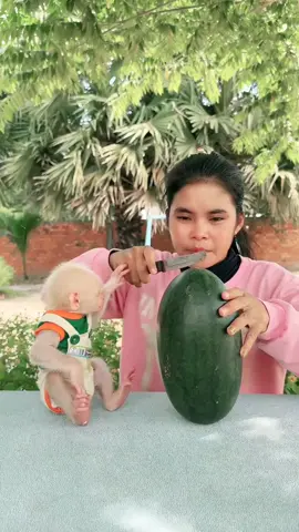 Cute monkeys very excited to eat big watermelon 🍉 #unitedkingdom #monkeydluffy #foryoupage❤️❤️ #watermelon #viralvideos #monkey 