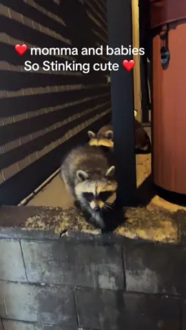 #tiktoklive #livehighlights #fyp #muffin #wildlife #babyraccoon #raccoonbabiesoftiktok #raccoon #raccoonsoftiktok #raccoonlove 