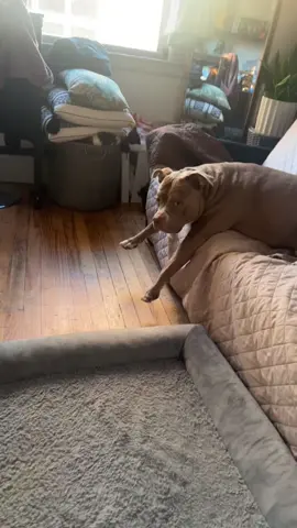 I Can’t Be The Only One Who Asks AI Questions About Their Dog😭 #woofai #dogsofttiktok #slimethepitbull #fyp #funny 