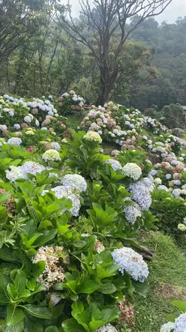 orchid garden papandayan🍃🦩 #papandayan #orchid #gunungpapandayan #viral #PlacesToVisit #estetik 