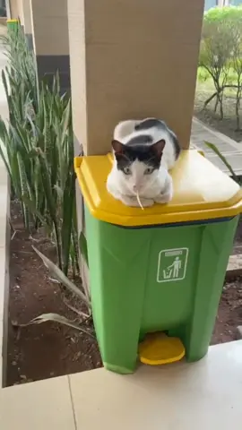 #funnycat #catlover #fouryou 