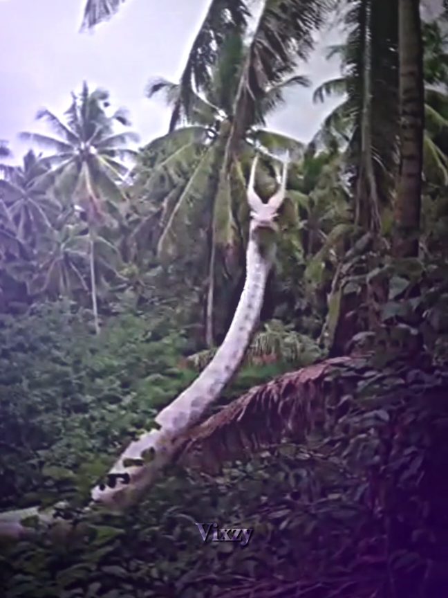 King Snake IRL😱 #fyp #creepyvideos #kingsnake #mythicalcreatures #foryoupage #trending  #alightmotion_edit #vixzy_bg #xyzbca #fypシ゚ 