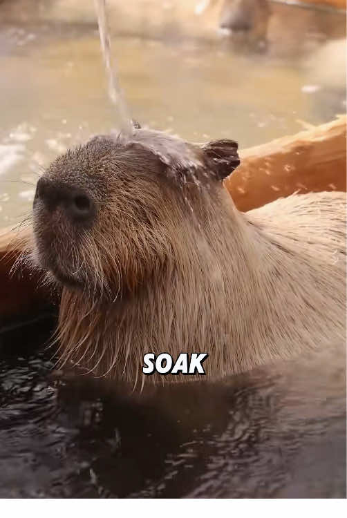 “Cute capybara.”#fyp #foryou #tiktok #animals #viral #cute #capybara 