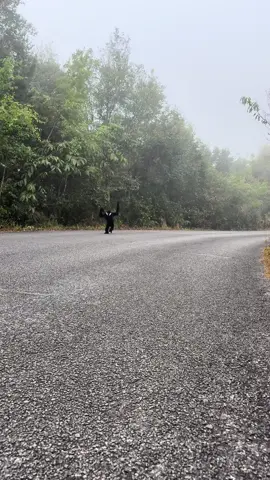 #monkey 
