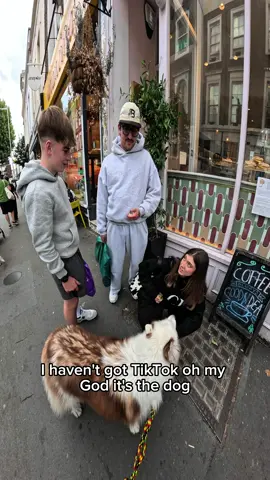 Interactions with my dog!!  #husky #violasnow #famous #dogs #foryou #doglover #pets #london   
