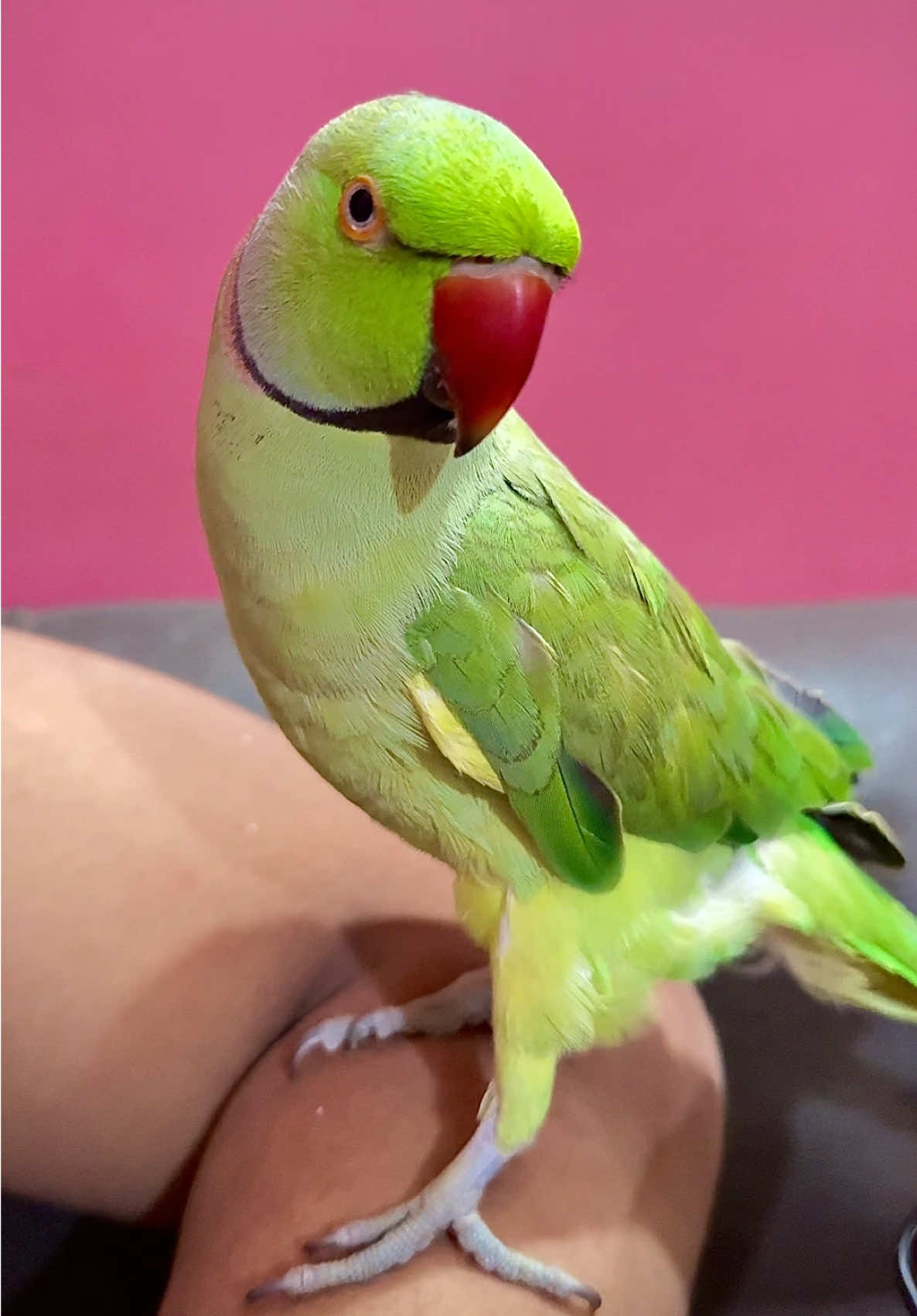 🦜 #parrottalking #parrotslover #talkingparrot #foryoupage #indianringneckparrot #1millionaudition #trendingtiktok #talkingparrort #parakeets #ringneckparrottalking #foryoupageofficiall #birdsoftiktok #trandingvideo #trending #tiktok #birdsofafeather #birdsofafeather #macawsoftiktok #lovebirds #fyp #parrottalking #talkingparrot #viralvideo #fypage #foryoupage #fyppppppppppppppppppppppp 