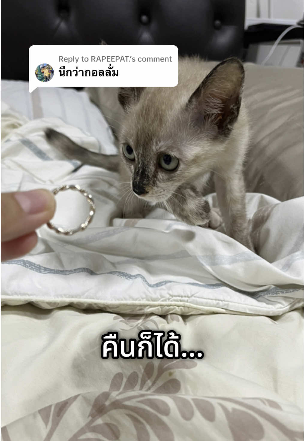 Replying to @RAPEEPAT. วันนี้ฮาจิเป็นตัวอะไร Ep.2  รอบก่อนคนบอกเหมือนอีเห็น 55555  @Hungry HaJi  #hungryhaji #hajicat8 #tiktokสัตว์เลี้ยง #แมวจร #แมวตลก #ลูกแมว #กอลั่ม 