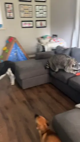 Sunday funday #PetsOfTikTok #pets #raccoonsoftiktok #redbull 