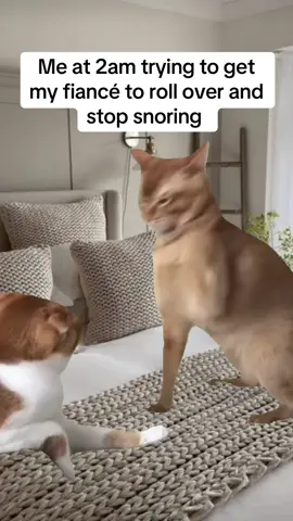 #memecut #memestiktok #cat 