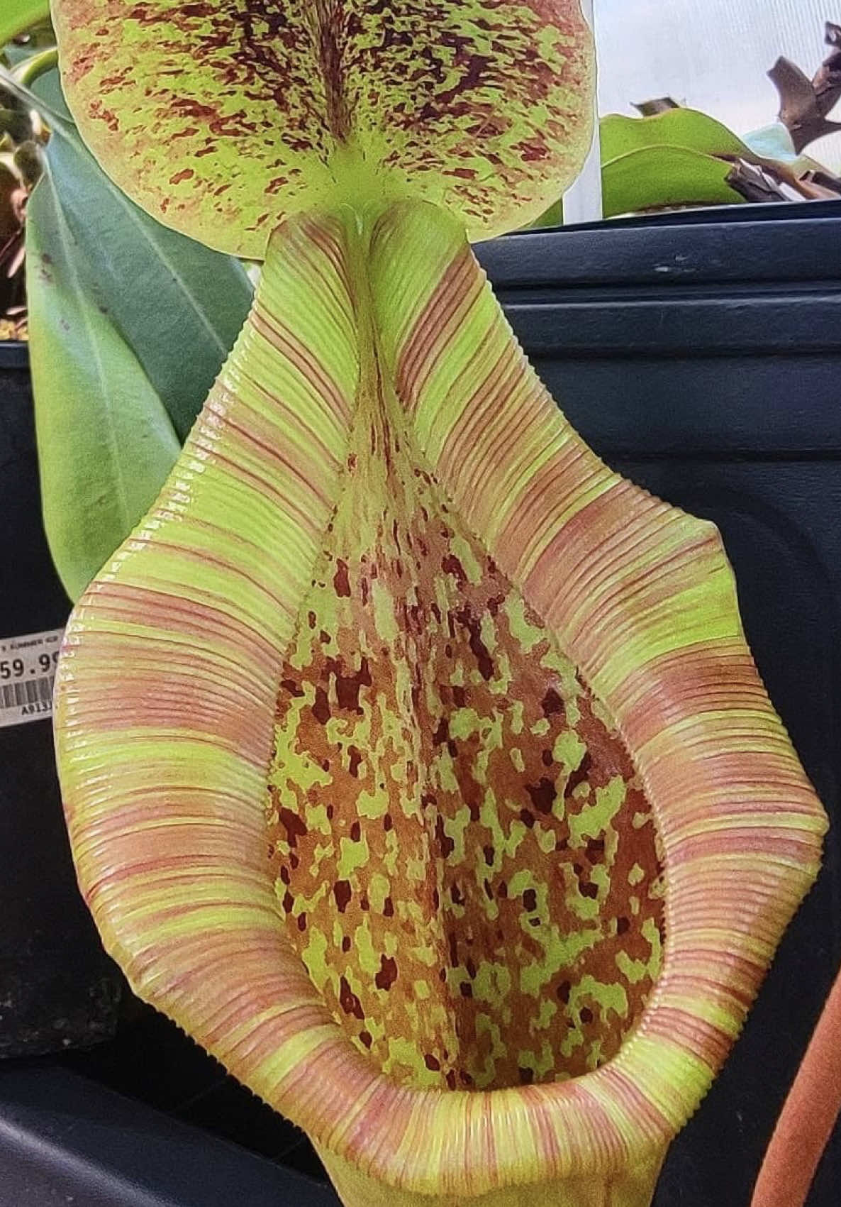 Just received our first pitcher on this N. (lowiix truncata 'Giant') and it's already massive! We were fortunate enough to finally obtain our very own cutting of this amazing cross and the original grex no less! Looking forward to even more gigantic traps in our future. . . . #nepenthes #nepenthesupperpitchers #nepentheshybrid #pitcheresque #pitcherplant #tropicalpitcherplant #exoticaplants #lowii #truncata #giantplants #rareplants #greenhouse #botany #horticulture #gardening