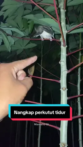 Nangkap perkutut tidur #omg #trending #animals #mamandgt #viraltiktok 