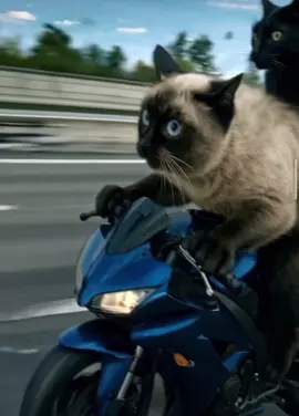 Just 2 cats  cruising on motorcycles 🏍️ 🐈🐈‍⬛ ##cat ##catfunnyvideos ##motorcycle ##ai ##1