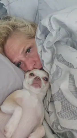 #goodmorning #chihuahua #viral #funny #foryoupage 
