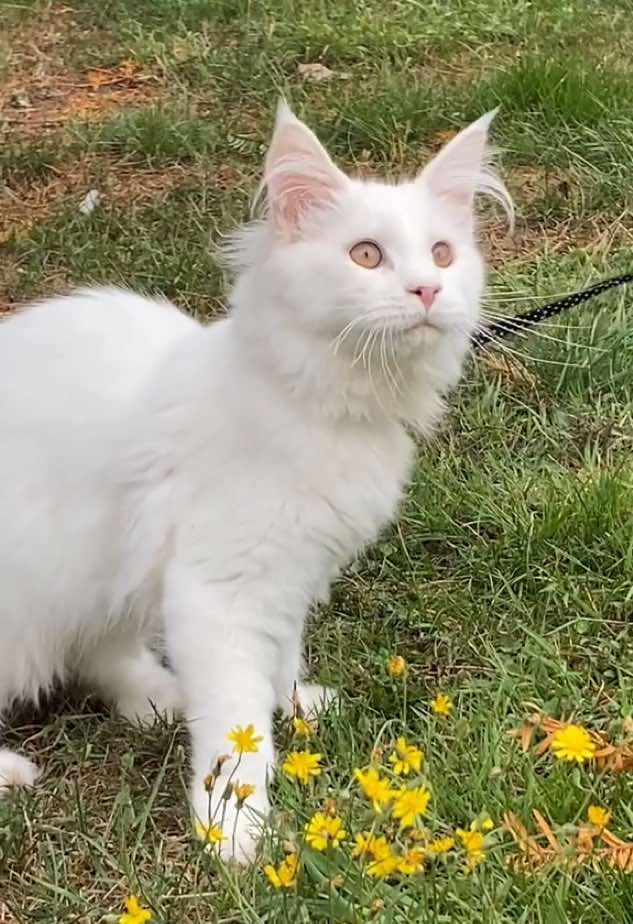 Deze Maine Coon is op zoek naar een warm thuis vol liefde, rust en zachte knuffels🐱🏡 DogCatandCo - Zellik  #mainecooncat #mainecoon #mainecoonkitten #mainecoonkittens #kittensofdogcatandco #openopzondag #ouvertledimanche 