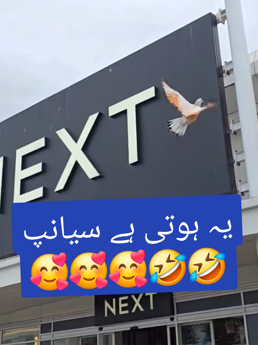ٹیڈی موتیوں والا🥰