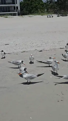 #shore #bird #seagulls #tern #ocean 