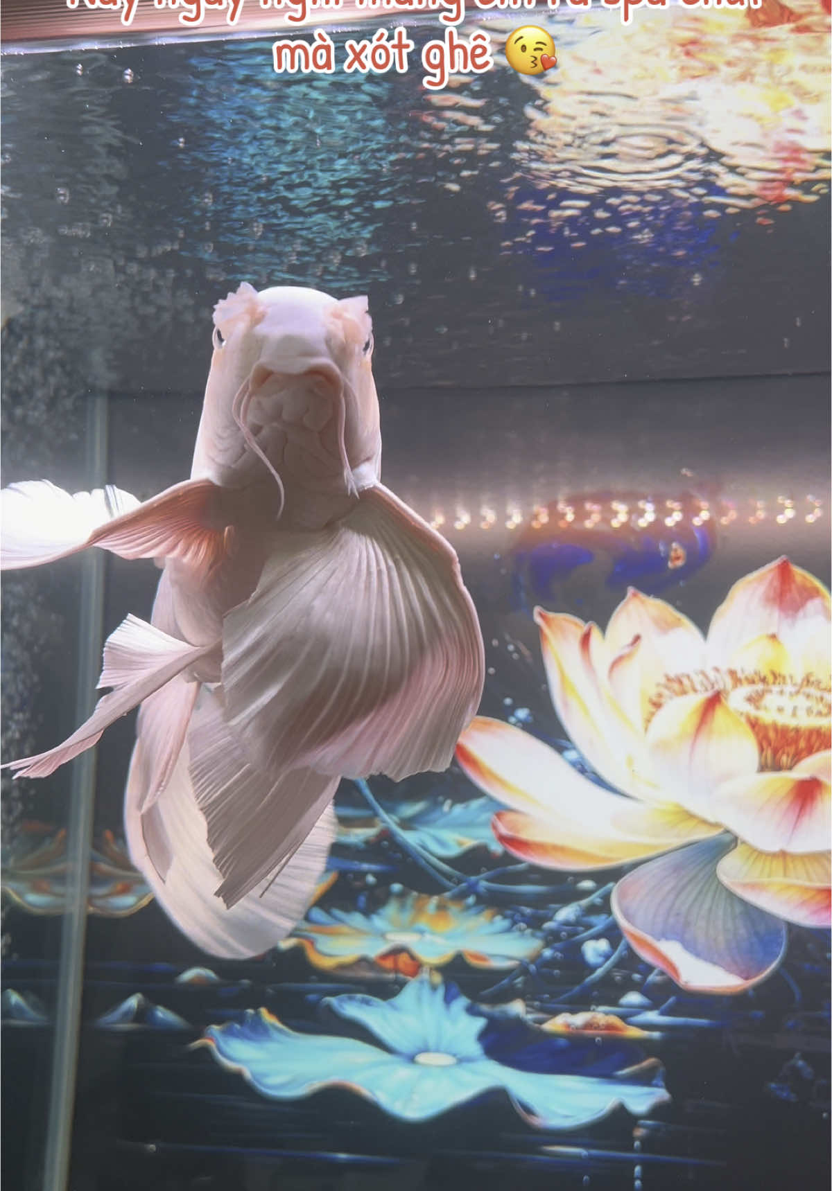 Cáp trắng #CapCut #viralvideo #nhachaymoingay #viraltiktok #fish #cácảnh #chépsưtửtrắng #chépphitần 