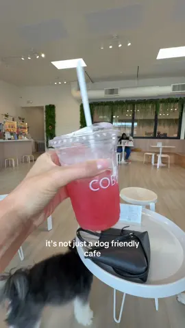 The cutest dog cafe in Seattle. #seattle #dogcafe #seattletiktok #seattledogs #dogsoftiktok 