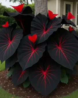 O Caladium, também conhecido como Tinhorão, é uma planta ornamental popular devido à beleza de suas folhas coloridas e variadas. Nativa da América do Sul e Central, o Caladium cresce bem em áreas sombreadas e úmidas, como florestas tropicais e subtropicais. É uma planta que aprecia calor e umidade, e pode ser cultivada tanto em ambientes internos quanto externos, desde que protegida do sol direto. 🪴🤌