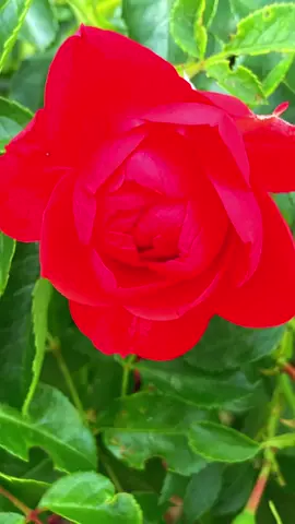 #nature #flowers #fyp #relaxing #innerpeace 