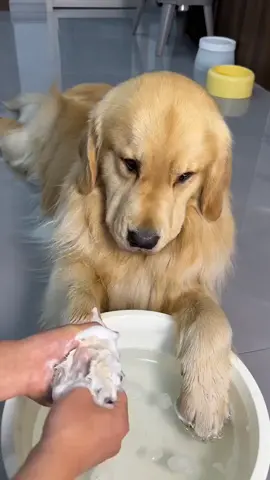 Quem ama cuida! #petlovers #humor #golden #cachorro #cao 
