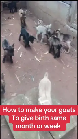 How to make your goats give birth same week or same month #goats #goatfarming #goatsoftiktok #goat🐐 #ypfッ 