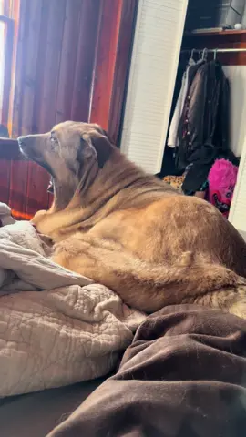 #pet #cachorro #dog #melhoramigo #animais #caramelo #dogtok #dogsoftiktok 