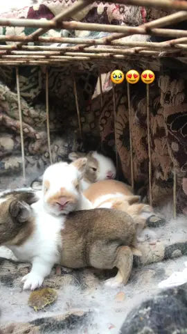 Hoy cumplen 13 días de nacidos😍🥹#conejos #videoviral #paraguay #mascotastiktok #conejitosbonitos 