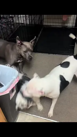 My babies💕💚#fyp #dog #fypシ゚viral #play #dogsoftiktok 