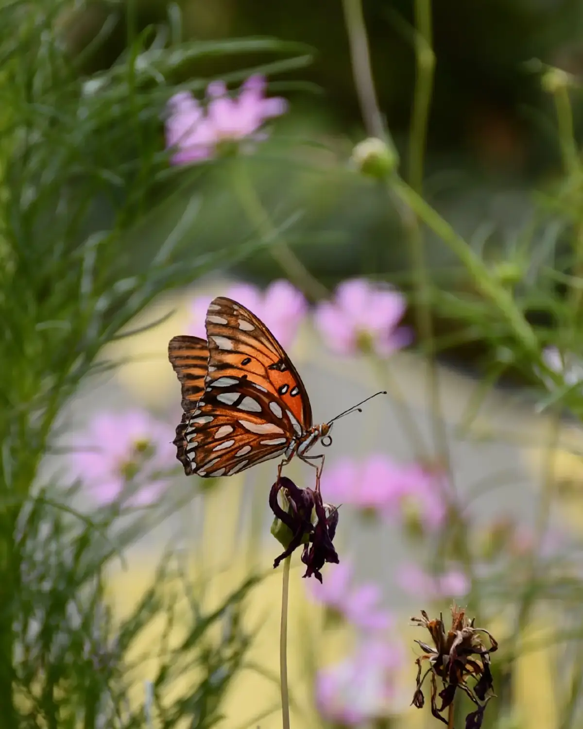 The Gulf Fritillary also known as the passion butterfly. Nick named after its host plant preference of the passion vine. It also loves the lantana plant. Fortunately for me. My mom has an abundance of plants in her backyard including the two listed above. The butterflies are thriving in our backyard oasis. I was able to capture the steps of the full life cycle of the passion butterfly.  #butterfly #photography #backyard #catapillar 