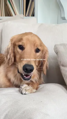 at least it’s cheap 😭 #goldenretrieverpuppy #goldensoftiktok #bennythegolden #dogsoftiktok #goldenretriever 