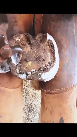 #farrier #farriersoftiktok #horse #horses #asmr #animalwelfare 