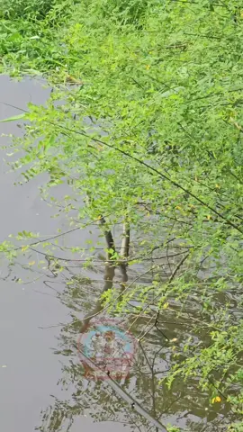 সাপ খেলা