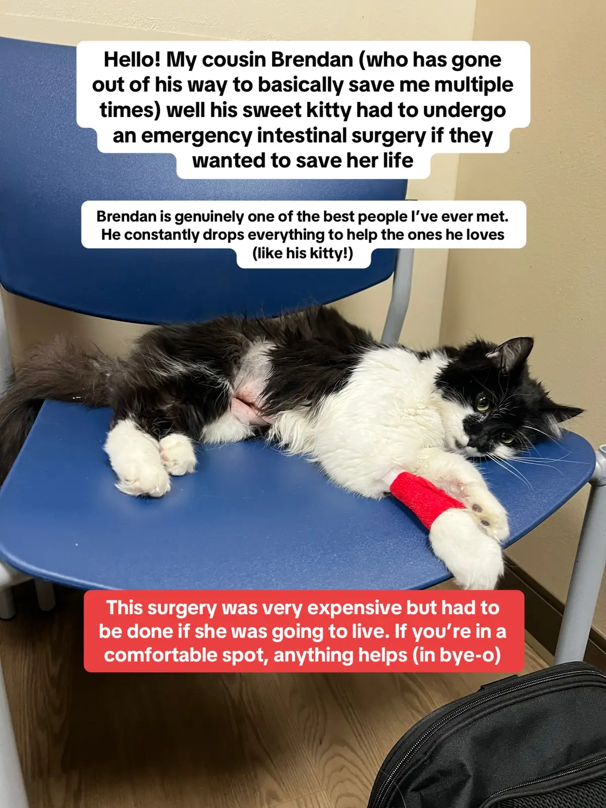 anything helps!! #lgbtq #catsoftiktok #cat 