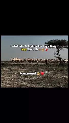 Muxumud queens❤️👸🏼🫶 sheeg gabdh aad kabixin lahayd 100 geelah🐪🙌🏻 . . #shabeel__4 #warsangalinimo🦁💪🇧🇸 #muxumud🇧🇸 #foryoupage #fyp #somalitiktok 