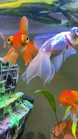 #fishtok #thelastairbender #aquarium #anime #iwilltrymybestbutidkifiamgoodenoughohwellletsgetitiwillneverveembaressedandiwillneverstopbeingme