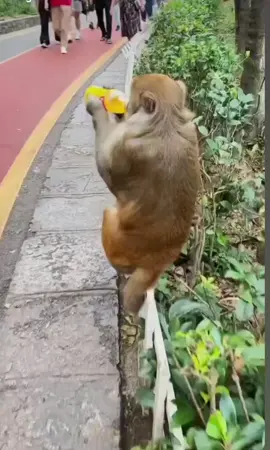 #monkey #jokes #LOL #fyp #FunnyVideo #explore #fy 