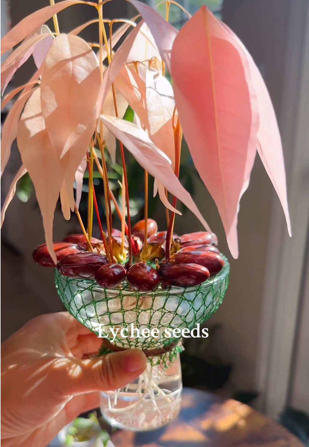Beautiful and breathtaking#fyp #foryou #lychee #plants #pink #simplelife 
