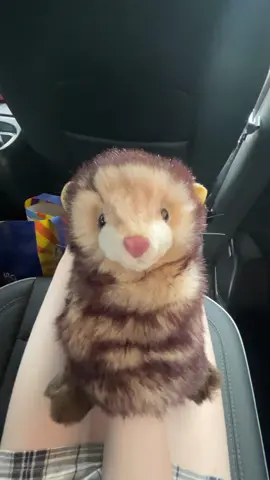 Ferret ferret ferret 🔥🔥🔥#plushie #woaaahhh #ferret #ferretsoftiktok 